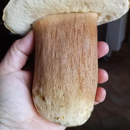 Lejlighed La Greciola *