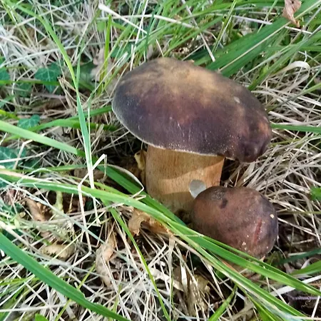 La Greciola Bagnone